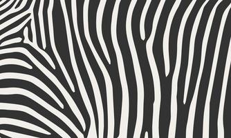 Zebra pattern background vector