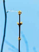 young buds on apple tree branch photo