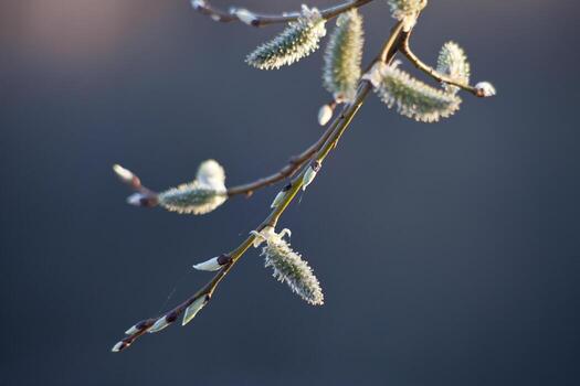 willow catkins on twig photo