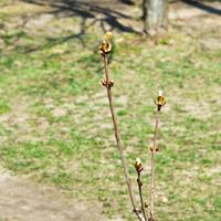 big buds on tree twigs in garden photo