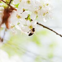 bee on spring white blossoms photo