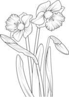 ilustración de una flor de narciso, arte de lápiz de dibujo vectorial, página de coloración floral de ramo y libro aislado en imágenes prediseñadas de fondo blanco. vector