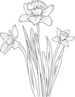Isolated daffodil flower hand drawn vector sketch illustration, botanic collection branch of leaf buds natural collection coloring page floral bouquets engraved ink art.