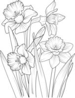 A hand-drawn daffodil flower coloring book of vector illustration artistic, blossom  flowers narcissus isolated on white background, sketch art leaf branch botanic collection for adults and children