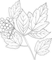 Botanic leaf vector illustration autumn falling leaves sketch hand drawing, isolated image coloring page, and book, engraved ink art.