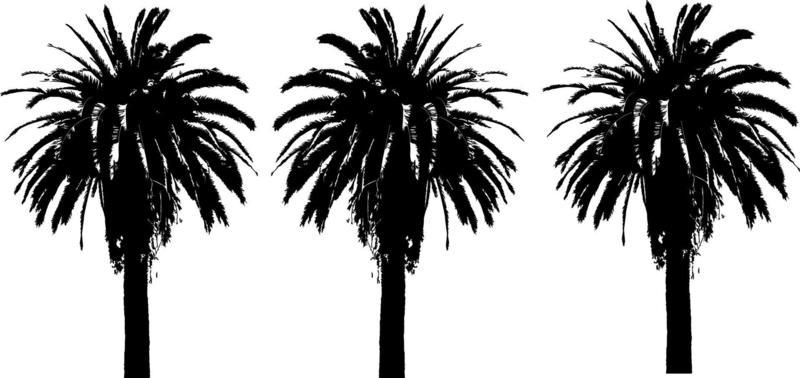 Black trees set isolated on white background. Tree silhouettes. Design of trees for posters, banners and promotional items. Vector illustration