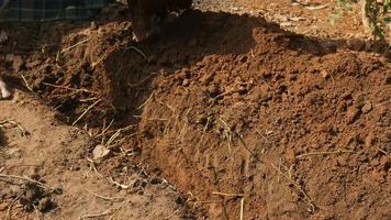 utilizzando un' Zappa per scavare nel un' giardino video