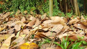 Dried brown leaves on the ground video