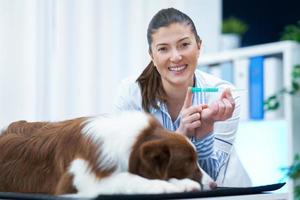 Brown Border Collie dog during visit in vet photo