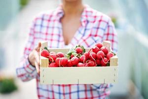 Portrait of gardener woman in greenhouse with radish photo