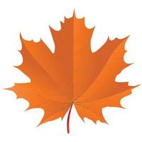 Maple leaf on white background vector