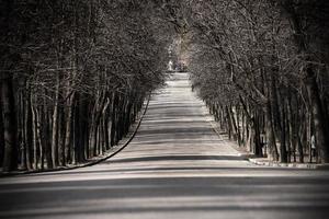 Mysterious park alley photo