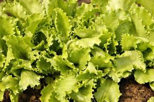 Organic lettuce close-up photo