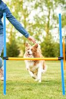 Chocolate White Border Collie with woman owner photo