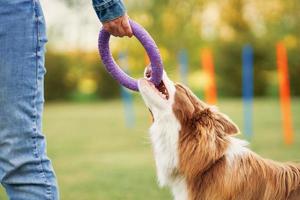 Chocolate White Border Collie with woman owner photo