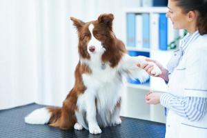 Brown Border Collie dog during visit in vet photo