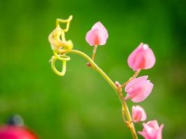 Antigonon leptopus pink is a species of perennial vine in the buckwheat family commonly known as coral vine queen's wreath, background green blur photo