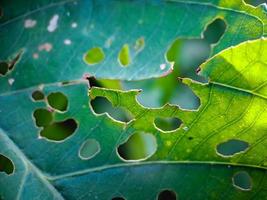 green leaves with holes because they are eaten by pests and beetles, background blur photo