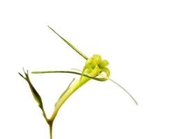 Mangrove seeds are shrubs or trees that grow in coastal saltwater brackish water, isolated white photo