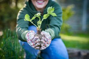 Young woman in the garden working on strawberry filed photo