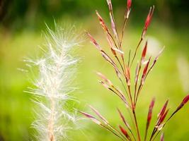 pennisetum villosum es una especie de planta con flores de la familia de las gramíneas poaceae, nombre común hierba de la parte superior de la pluma o simplemente de la parte superior de la pluma, desenfoque de fondo verde foto