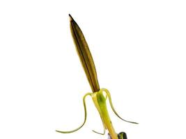 Mangrove seeds are shrubs or trees that grow in coastal saltwater brackish water, isolated white photo
