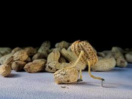 open peanuts shot macro in the studio, concept of a peanut scarecrow on the move photo