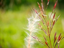 pennisetum villosum es una especie de planta con flores de la familia de las gramíneas poaceae, nombre común hierba de la parte superior de la pluma o simplemente de la parte superior de la pluma, desenfoque de fondo verde foto