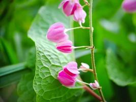 antigonon leptopus pink es una especie de vid perenne de la familia del trigo sarraceno comúnmente conocida como corona de la reina de la vid de coral, desenfoque verde de fondo foto