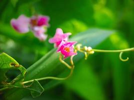 Antigonon leptopus pink is a species of perennial vine in the buckwheat family commonly known as coral vine queen's wreath, background green blur photo