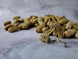 open peanuts shot macro in the studio, concept of a peanut scarecrow on the move photo