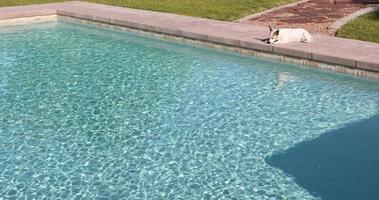 Cinemagrafía en bucle de 4k de piscina fresca y perro cómodo descansando en la cubierta video