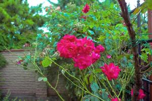Colorful, beautiful, delicate rose in the garden photo
