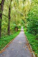 Walking trail tropical forest trees bushes. Beautiful Green Forest In Summer photo