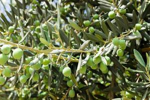 branch with olives on olive tree background photo