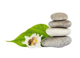 Sea stones with leaf isolated on white background photo