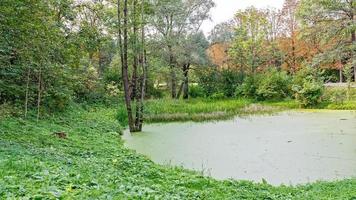 Lush green swamp . The sun is peaking through the thick foliage to reveal a gorgeous natural landscape photo