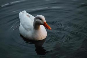 Little White Duck is swimming on the lake photo