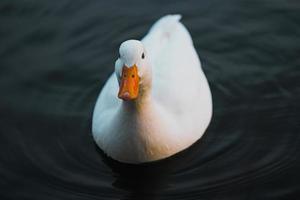 Little White Duck is swimming on the lake photo