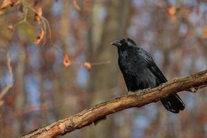 Black crow sitting in tree branch photo