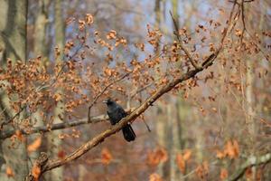 Black crow sitting in tree branch in forest photo