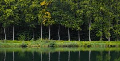 Reflexiones de los árboles de verano en el estanque. parque tervuren, bélgica foto