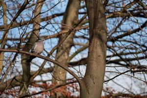 Common Wood-Pigeon perched on the wood branch photo