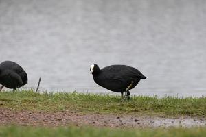 Closeup of water bird Eurasian Coot near the lake photo