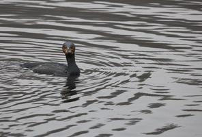 Great Cormorant swimming on the lake in public park of Tervuren photo