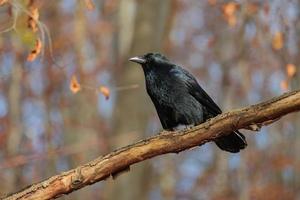 Black crow sitting in tree branch photo