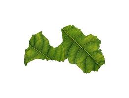 Latvia map made of green leaves on soil background ecology concept photo