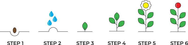 Growing plant stages. Seeds, watering step, sprout and flower, grown plant. House or outdor plant. Line style flat illustration of plant with leaves, flowers and fruit. Thin lines. Grow process