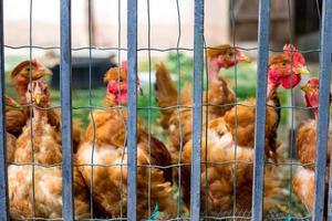 pollos en granja avícola tradicional de corral foto