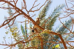 pájaro abubilla, posado en una rama de árbol en egipto foto